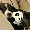 Moon a rejoint le concours — aidez-le/la à gagner de superbes lots ! dog, sleeping, plush_toy, panda, couch, cushion, indoor, pet, cozy, resting, fur, close_up, animal, relaxation, domestic, companion, snuggling, home, cute, napping
