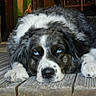 dog, blue_eyes, lying_down, wooden_floor, indoor, furniture, vintage, cozy, pet, animal, portrait, relaxed, close_up, black_and_white_fur, floorboards, domestic, canine, resting, household, companion