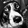 Moon participe au concours pour gagner de l'argent avec cette photo : dog, pet, portrait, black_and_white, hat, close_up, indoor, fur, face, eyes, whiskers, canine, lock_screen, phone_display, beanie, curtain, animal, cute, looking_up, domestic_animal
