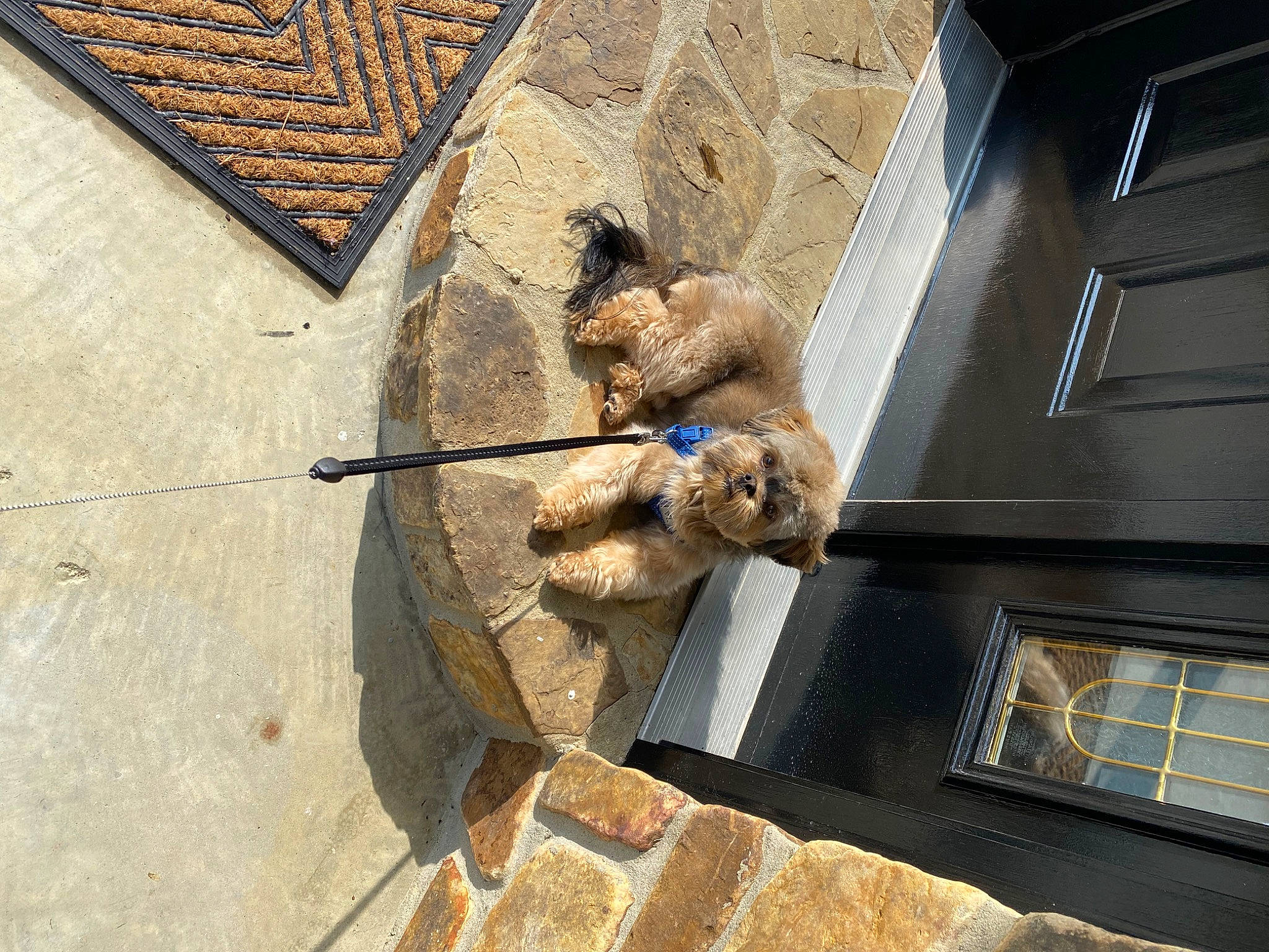 Guss is registered to the contest to win money with this photo: art, brick, concrete, dog, facade, fawn, flagstone, flooring, gas, metal, poodle, road_surface, roof, shadow, sidewalk, wood, working_animal