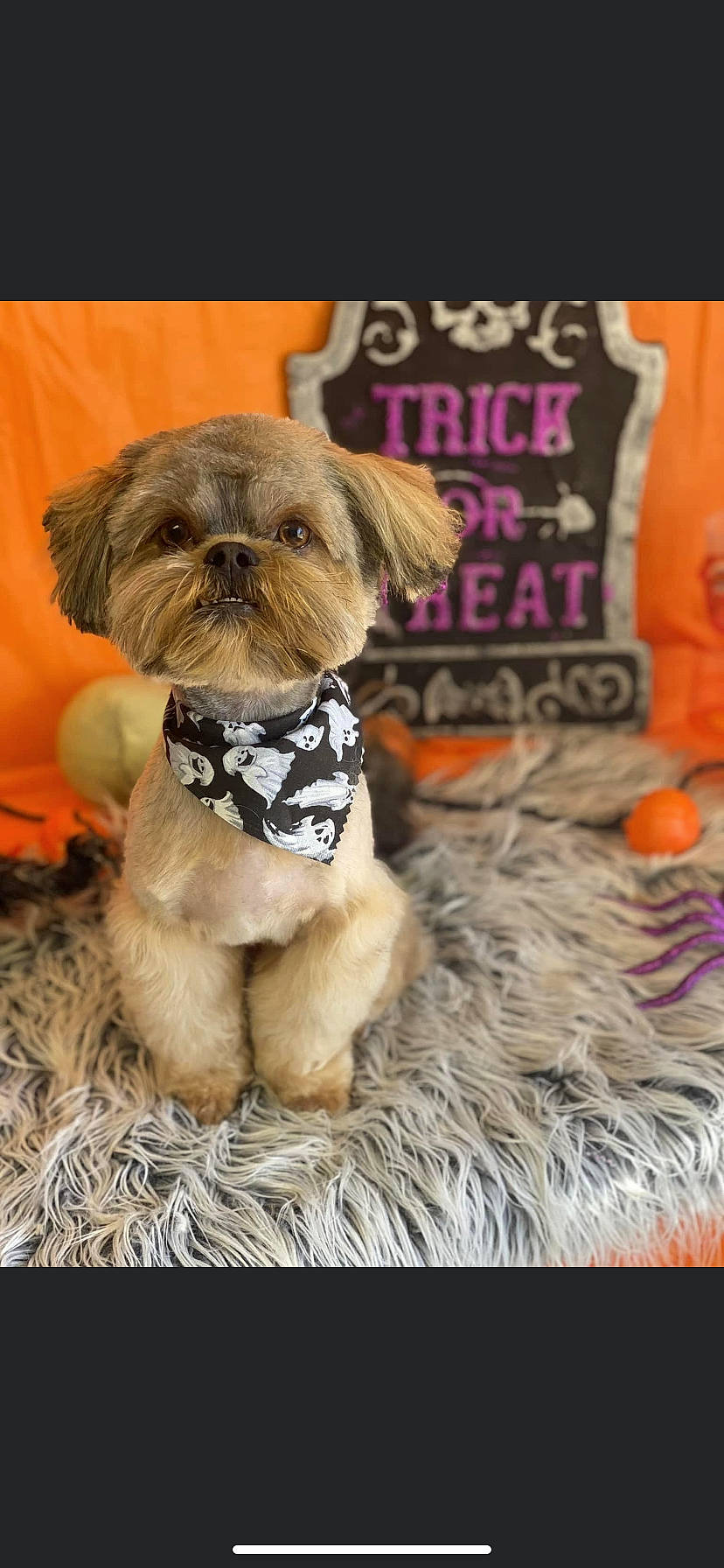 Guss joined the competition — help win amazing prizes! ancient_dog_breeds, canidae, carnivore, companion_dog, dog, dog_breed, dog_clothes, dog_supply, fawn, font, fur, liver, maltepoo, pet_supply, small_terrier, snout, sporting_group, terrier, toy_dog, working_animal