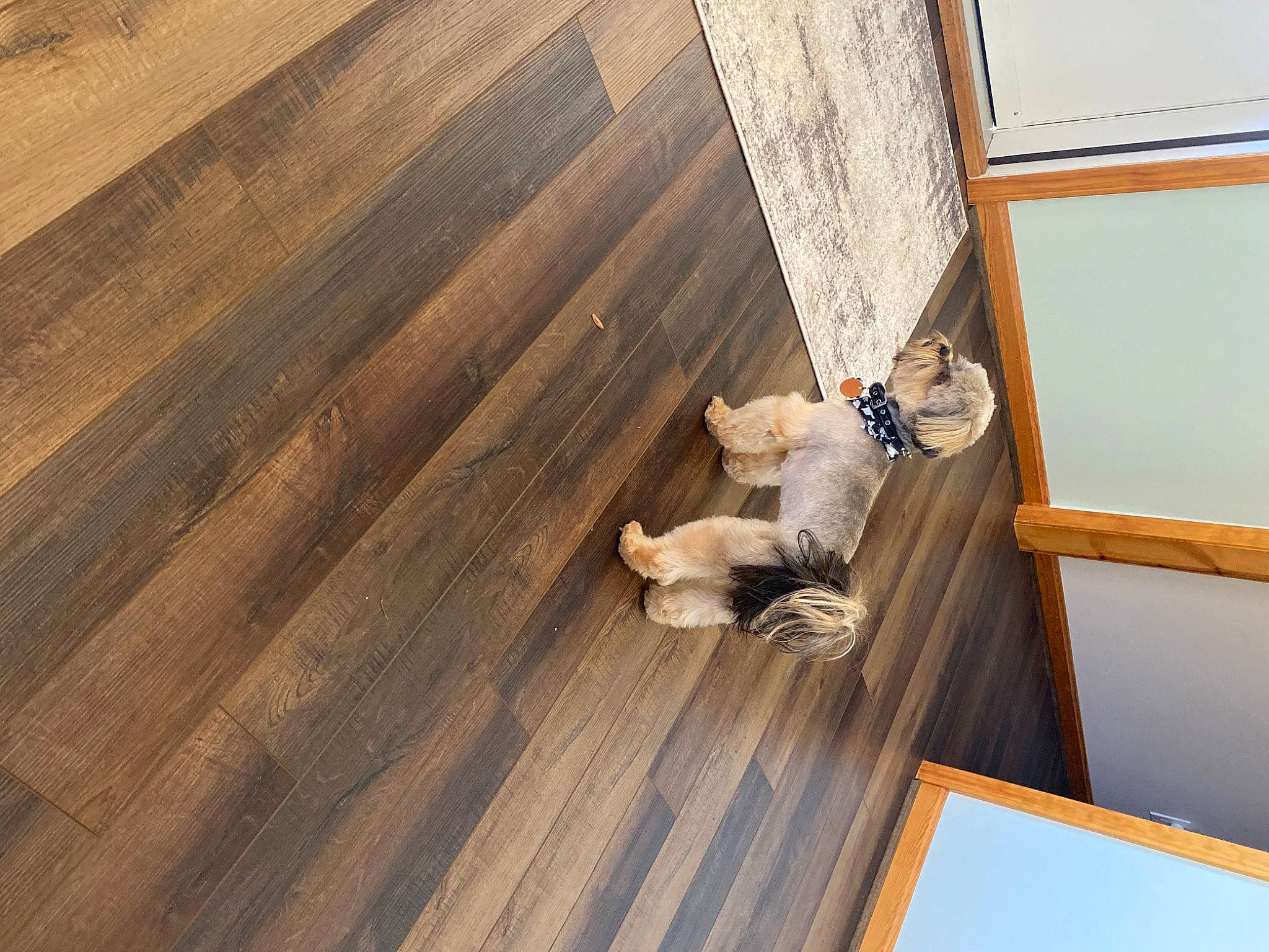 Guss is registered to the contest to win money with this photo: building, composite_material, deck, dog, door, floor, flooring, hardwood, house, laminate_flooring, lumber, pattern, plank, plywood, siding, varnish, window, wood, wood_flooring, wood_stain