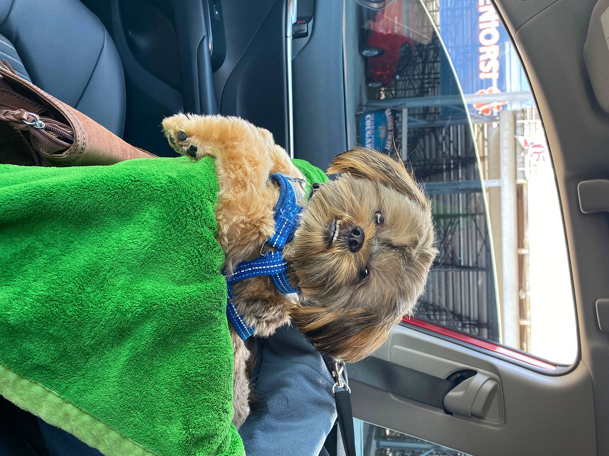 Guss joined the competition — help win amazing prizes! auto_part, automotive_lighting, car_seat, carnivore, collar, comfort, companion_dog, dog_breed, family_car, felidae, fur, motor_vehicle, snout, sporting_group, stuffed_toy, toy, vehicle, vehicle_door, window, windshield