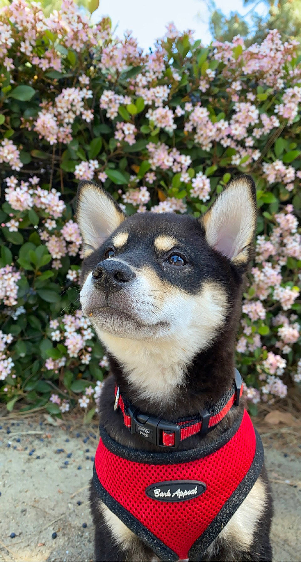 Grizzly is registered to the contest to win money with this photo: carnivore, collar, companion_dog, dog, dog_breed, dog_clothes, dog_collar, dog_supply, fashion_accessory, fawn, flower, fur, groundcover, leash, plant, snout, sporting_group, terrestrial_animal, whiskers, working_animal