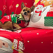 Shep is registered to the contest to win money with this photo: dog, small_dog, christmas_sweater, holiday_clothing, red_couch, christmas_theme, snowman, santa_claus, decorative_pillow, festive, pet, indoor, cozy, cute, relaxed, animal, holiday_decor, fabric_pattern, christmas_decor, living_room