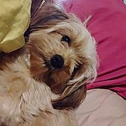 Sadie is registered to the contest to win money with this photo: animal, bed, brown_fur, close_up, comfort, companion, cozy, cute, cute_pet, dog, domestic_animal, fluffy, fur, indoor, lying_down, pet, pillow, relaxed, resting, sleepy