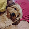 animal, bed, brown_fur, close_up, comfort, companion, cozy, cute, cute_pet, dog, domestic_animal, fluffy, fur, indoor, lying_down, pet, pillow, relaxed, resting, sleepy