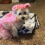 Princess joined the competition — help win amazing prizes! dog, white_dog, costume, pink_wings, flower_crown, carpet, quilt, indoor, pet, cute, small_dog, fur, animal, domestic_animal, sitting, looking, decor, fabric, closeup, fluffy