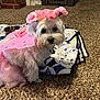 dog, white_dog, costume, pink_wings, flower_crown, carpet, quilt, indoor, pet, cute, small_dog, fur, animal, domestic_animal, sitting, looking, decor, fabric, closeup, fluffy