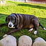 dog, animal, grass, outdoor, pet, black_and_white, lying_down, stone_border, sunlight, nature, canine, fur, ears, tail, paws, garden, daylight, mammal, resting, watchful