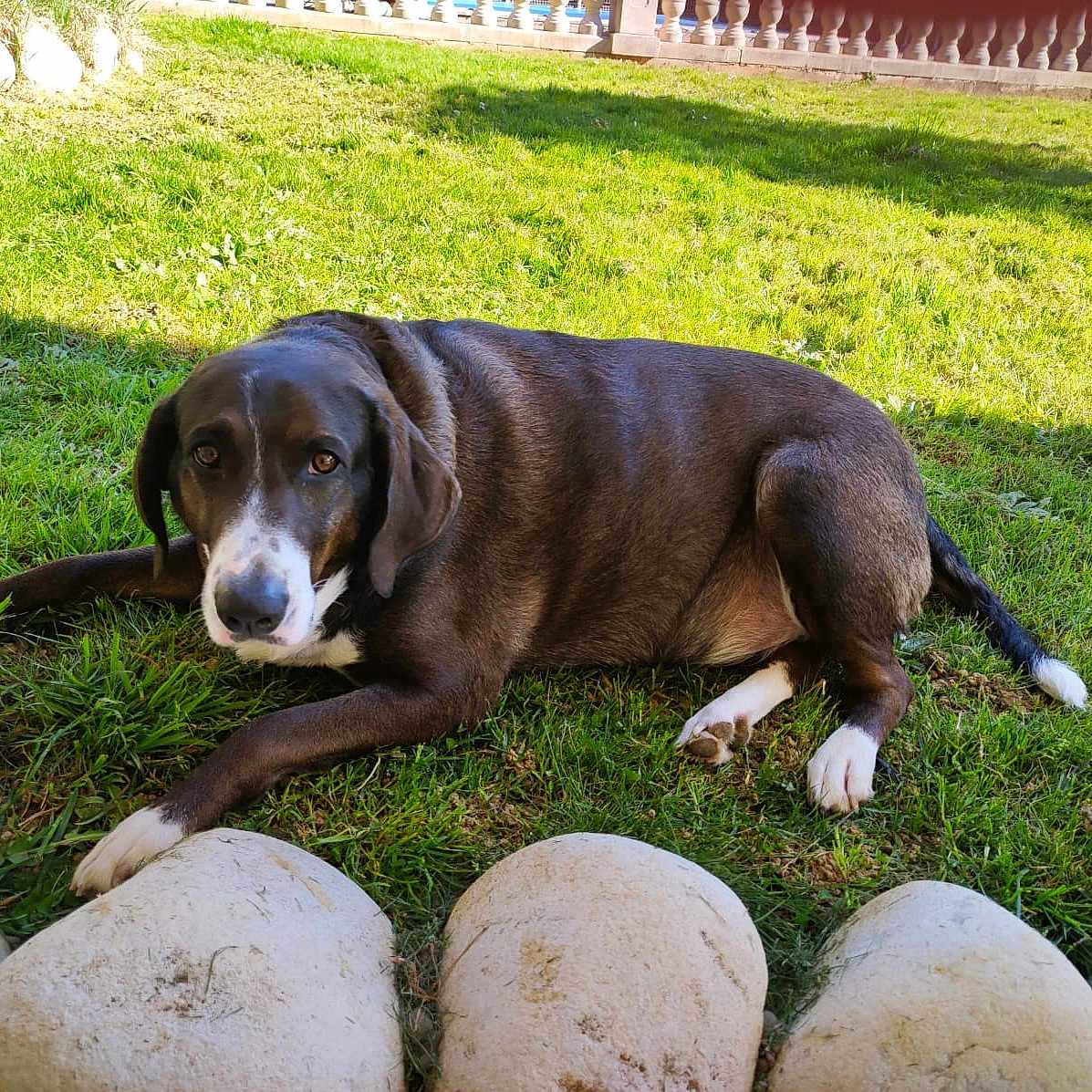 Fronti participe au concours pour gagner de l'argent avec cette photo : animal, black_and_white, canine, daylight, dog, ears, fur, garden, grass, lying_down, mammal, nature, outdoor, paws, pet, resting, stone_border, sunlight, tail, watchful