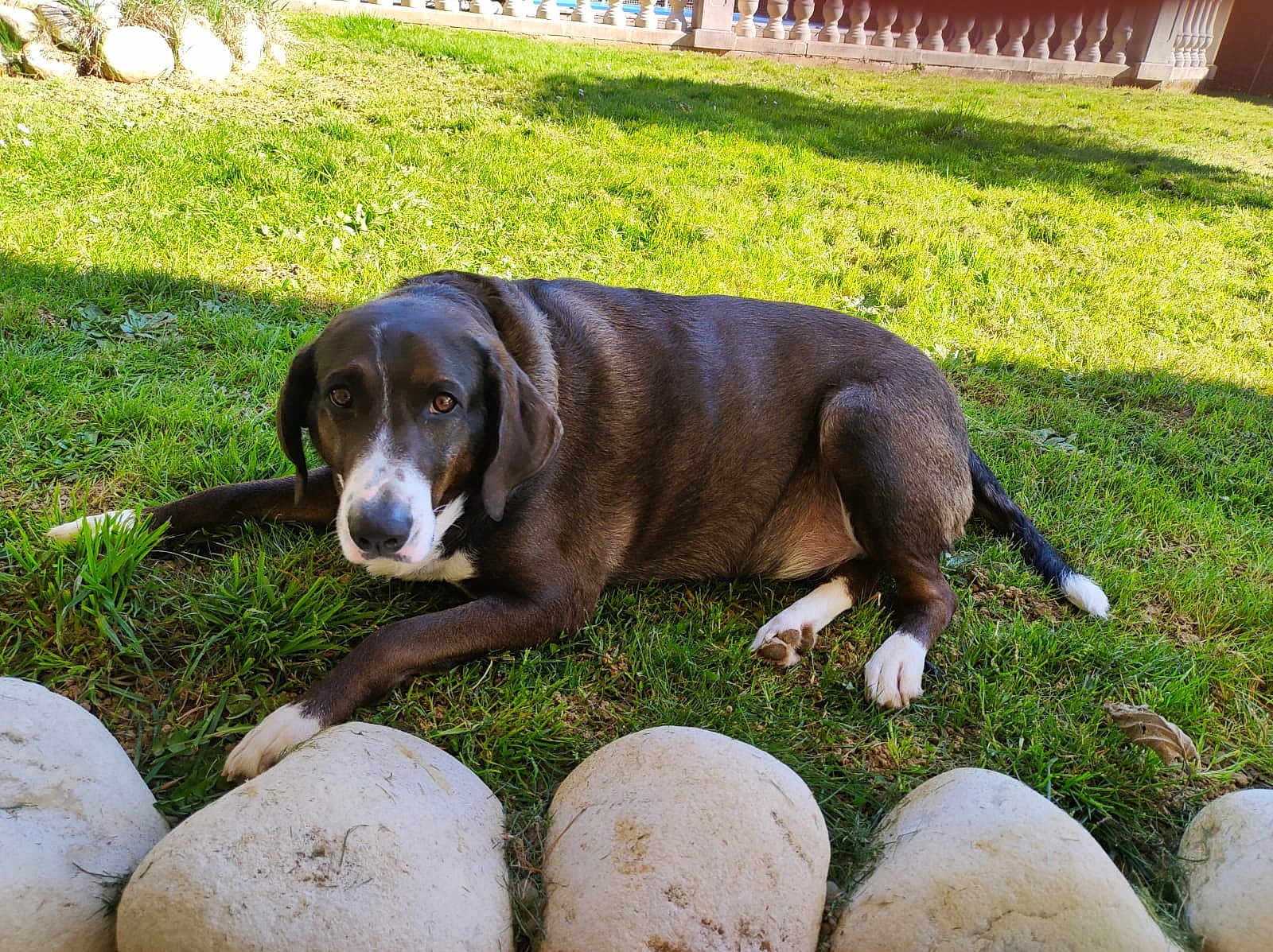 Fronti participe au concours pour gagner de l'argent avec cette photo : dog, animal, grass, outdoor, pet, black_and_white, lying_down, stone_border, sunlight, nature, canine, fur, ears, tail, paws, garden, daylight, mammal, resting, watchful