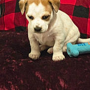 Sophie is registered to the contest to win money with this photo: puppy, dog, pet, animal, blanket, pillow, toy, indoor, cozy, cute, small, white, brown, fur, ears, floor, carpet, relaxing, resting, sitting