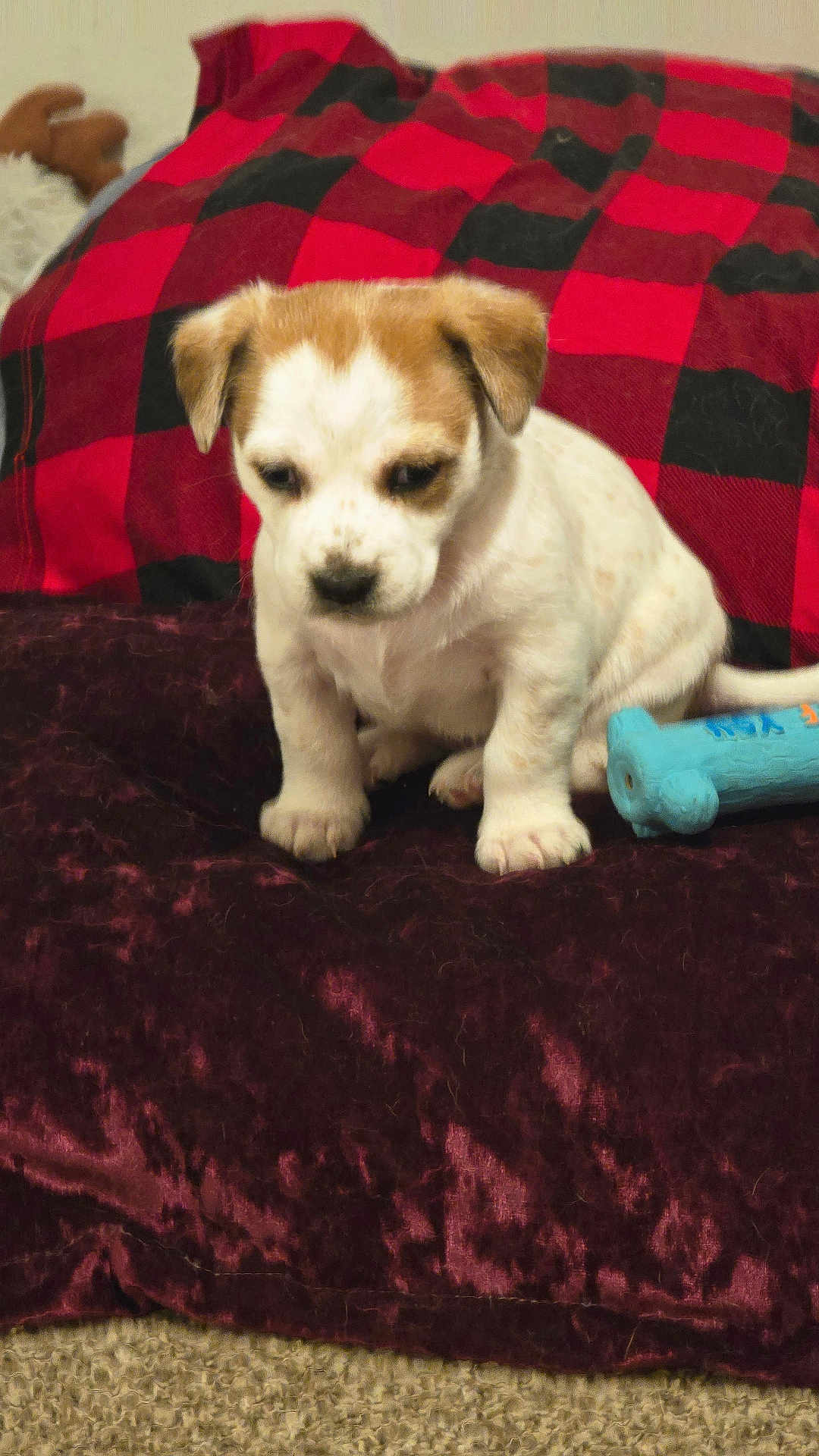 Sophie