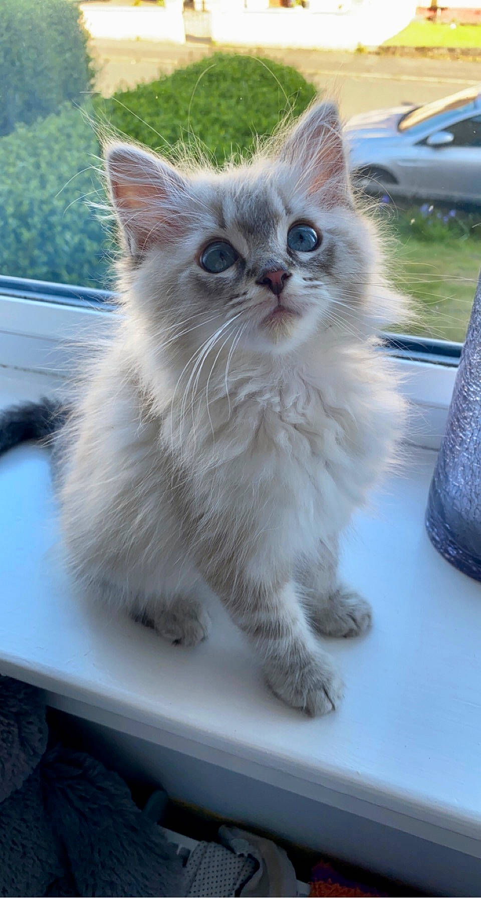 Mallow joined the competition — help win amazing prizes! british_longhair, carnivore, cat, claw, felidae, fur, grass, motor_vehicle, paw, small_to_medium_sized_cats, snout, tail, whiskers, window, windshield