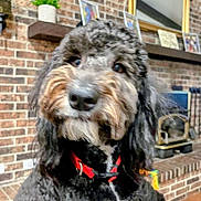 Ollie joined the competition — help win amazing prizes! dog, pet, portrait, close_up, fluffy, shaggy, curly_hair, black_and_white, brown, muzzle, nose, eyes, collar, red_harness, indoor, fireplace, brick_wall, mirror, shelf, home_decor
