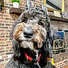 dog, pet, portrait, close_up, fluffy, shaggy, curly_hair, black_and_white, brown, muzzle, nose, eyes, collar, red_harness, indoor, fireplace, brick_wall, mirror, shelf, home_decor