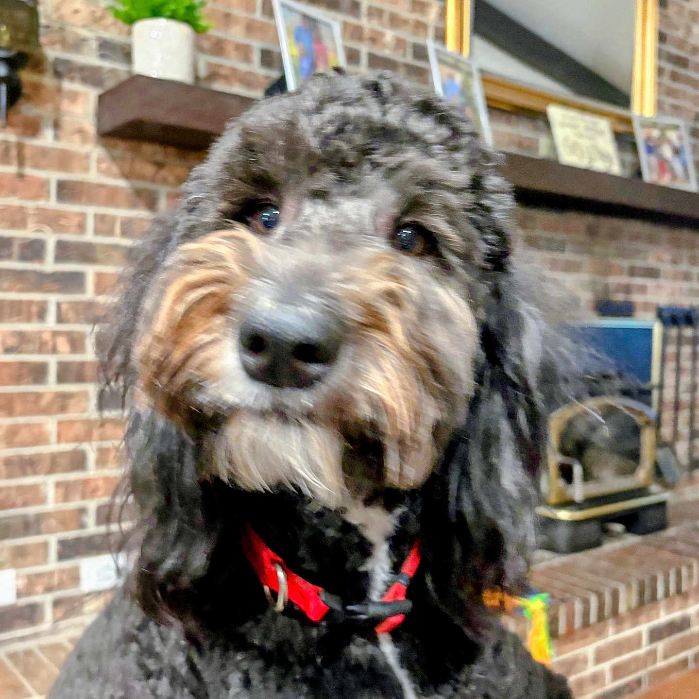 Ollie joined the competition — help win amazing prizes! dog, pet, portrait, close_up, fluffy, shaggy, curly_hair, black_and_white, brown, muzzle, nose, eyes, collar, red_harness, indoor, fireplace, brick_wall, mirror, shelf, home_decor