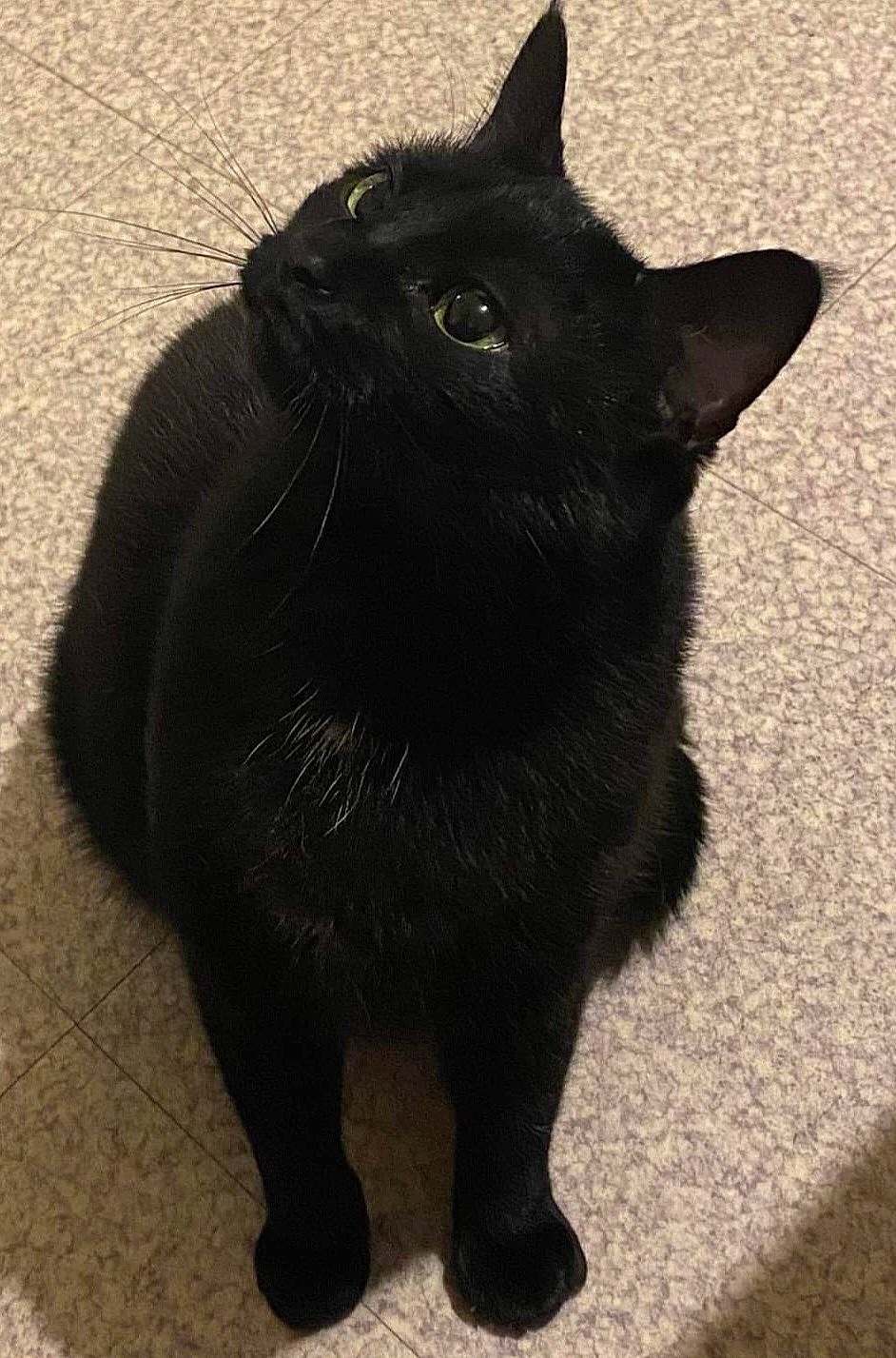 Akina a rejoint le concours — aidez-le/la à gagner de superbes lots ! black_cat, bombay, carnivore, cat, claw, domestic_short_haired_cat, eye, felidae, fur, plant, shadow, small_to_medium_sized_cats, snout, tail, terrestrial_animal, whiskers, window