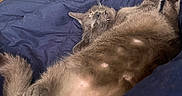Asher joined the competition — help win amazing prizes! cat, gray_cat, pet, indoor, bed, blanket, tummy, relaxed, feline, fur, paw, litter_box, home, cozy, animal, cute, resting, whiskers, sleepy, curious