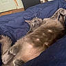 cat, gray_cat, pet, indoor, bed, blanket, tummy, relaxed, feline, fur, paw, litter_box, home, cozy, animal, cute, resting, whiskers, sleepy, curious
