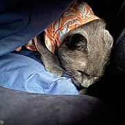 Asher is registered to the contest to win money with this photo: cat, gray_cat, sleeping, blanket, blue_blanket, orange_clothing, patterned_shirt, cozy, resting, pet, indoor, feline, fur, cute, animal, domestic_animal, soft_light, relaxation, closeup, comfort