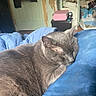 Asher is registered to the contest to win money with this photo: cat, gray_cat, sleeping, resting, blue_blanket, indoor, bedroom, door, shelving, litter_box, cozy, feline, pet, fur, quiet, domestic, animal, relaxation, soft_light, nap
