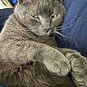 Asher is registered to the contest to win money with this photo: cat, gray_cat, animal, pet, feline, whiskers, paw, fur, closeup, relaxed, sleepy, indoor, blanket, blue_blanket, cute, mammal, domestic_animal, resting, cozy, portrait