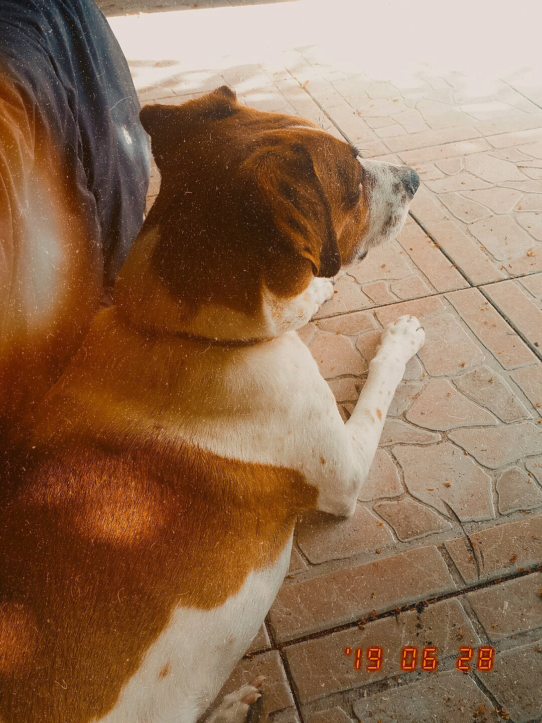 Titus participe au concours pour gagner de l'argent avec cette photo : canidae, carnivore, companion_dog, dog, dog_breed, fawn, fur, puppy_love, snout, sporting_group, st_bernard