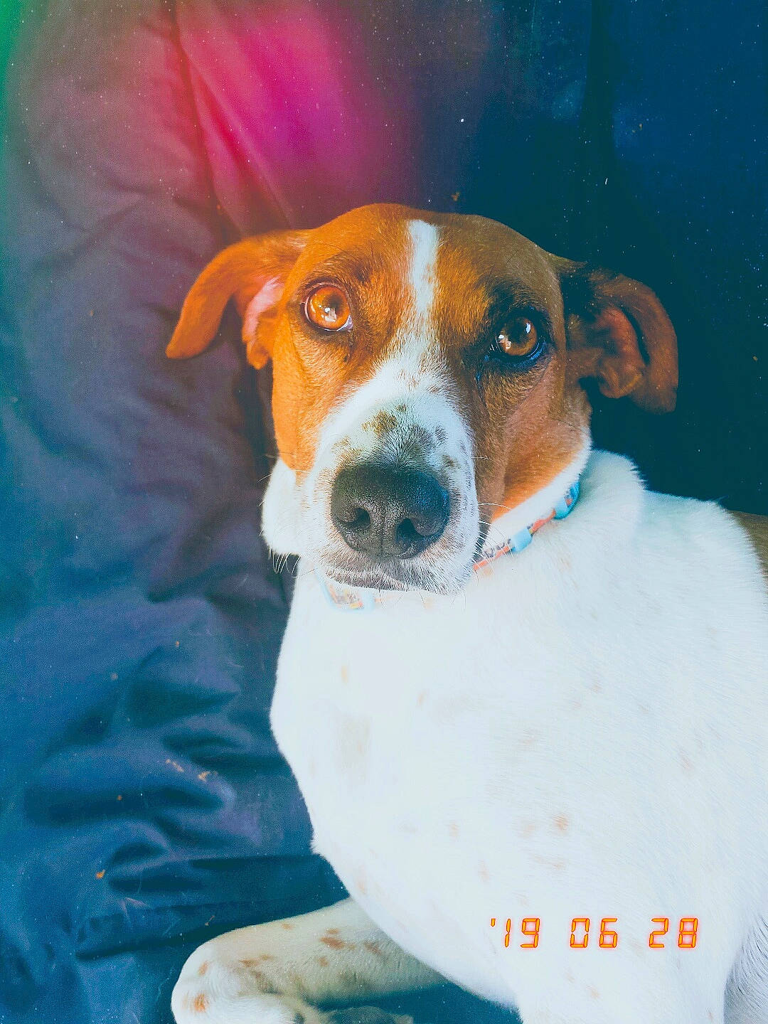 Titus a rejoint le concours — aidez-le/la à gagner de superbes lots ! brazilian_terrier, canidae, carnivore, companion_dog, dog, dog_breed, drever, english_foxhound, finnish_hound, harrier, hound, jack_russell_terrier, painting, russell_terrier, sporting_group