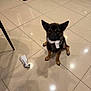 dog, sock, floor, tile, indoor, pet, animal, playful, brown, black, ears, mouth, object_in_mouth, shadow, reflection, chair_leg, mat, home, cute, small_dog