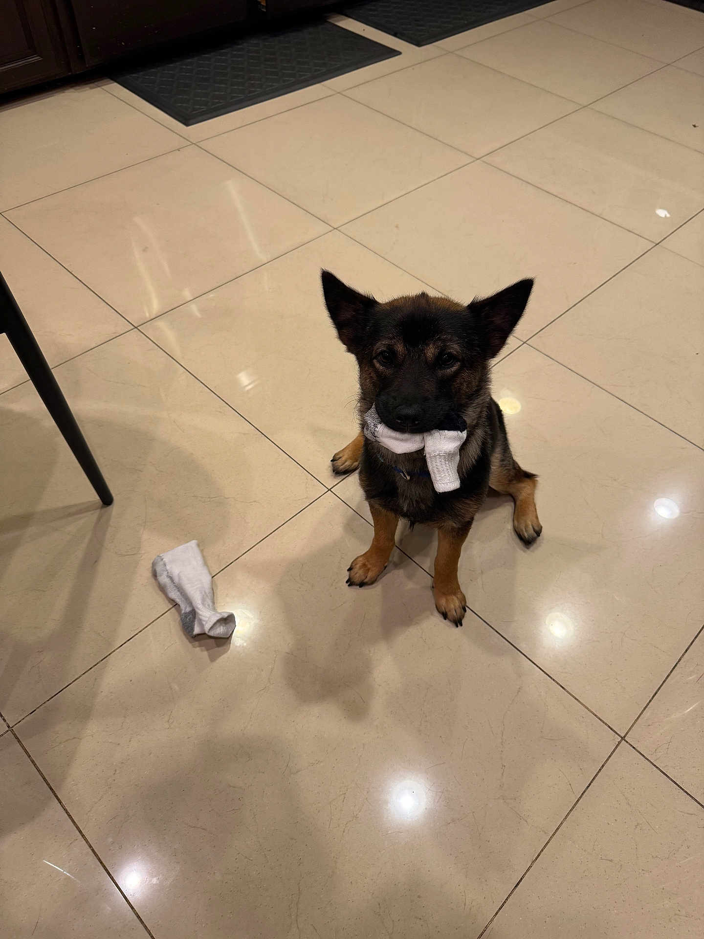 Banana is registered to the contest to win money with this photo: dog, sock, floor, tile, indoor, pet, animal, playful, brown, black, ears, mouth, object_in_mouth, shadow, reflection, chair_leg, mat, home, cute, small_dog