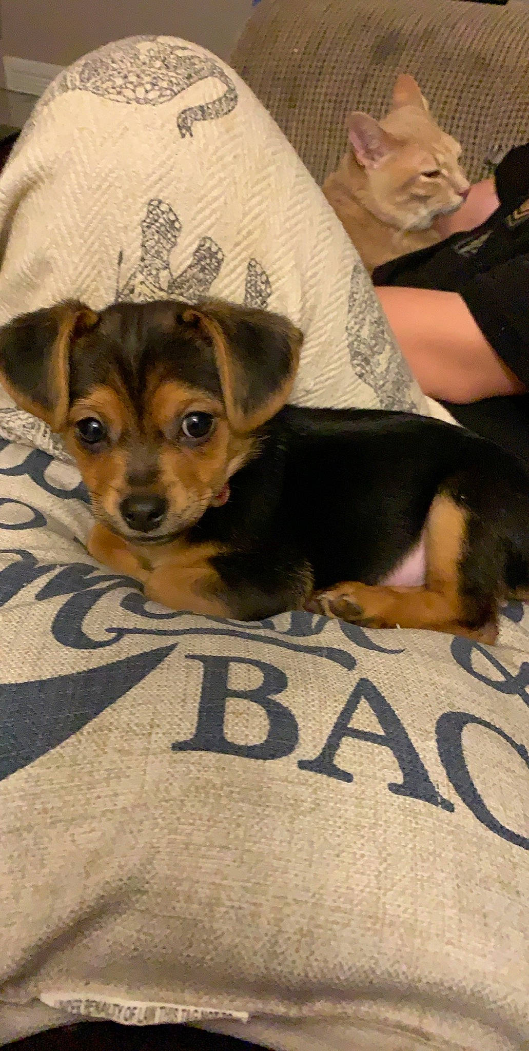 Bowie is registered to the contest to win money with this photo: beagador, canidae, carnivore, companion_dog, dog, dog_breed, fawn, mammal, puppy, puppy_love, rare_breed_dog, snout, toy_dog, vertebrate