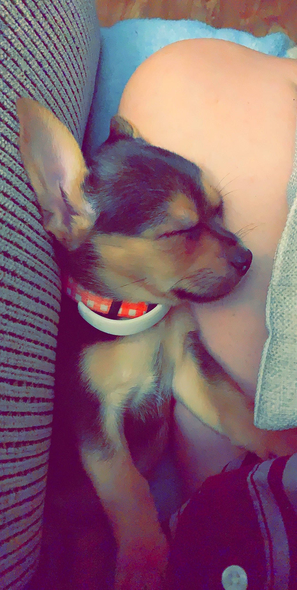 Bowie is registered to the contest to win money with this photo: canidae, carnivore, chihuahua, companion_dog, dog, dog_breed, ear, fawn, mammal, nose, puppy, puppy_love, russkiy_toy, snout, toy_dog