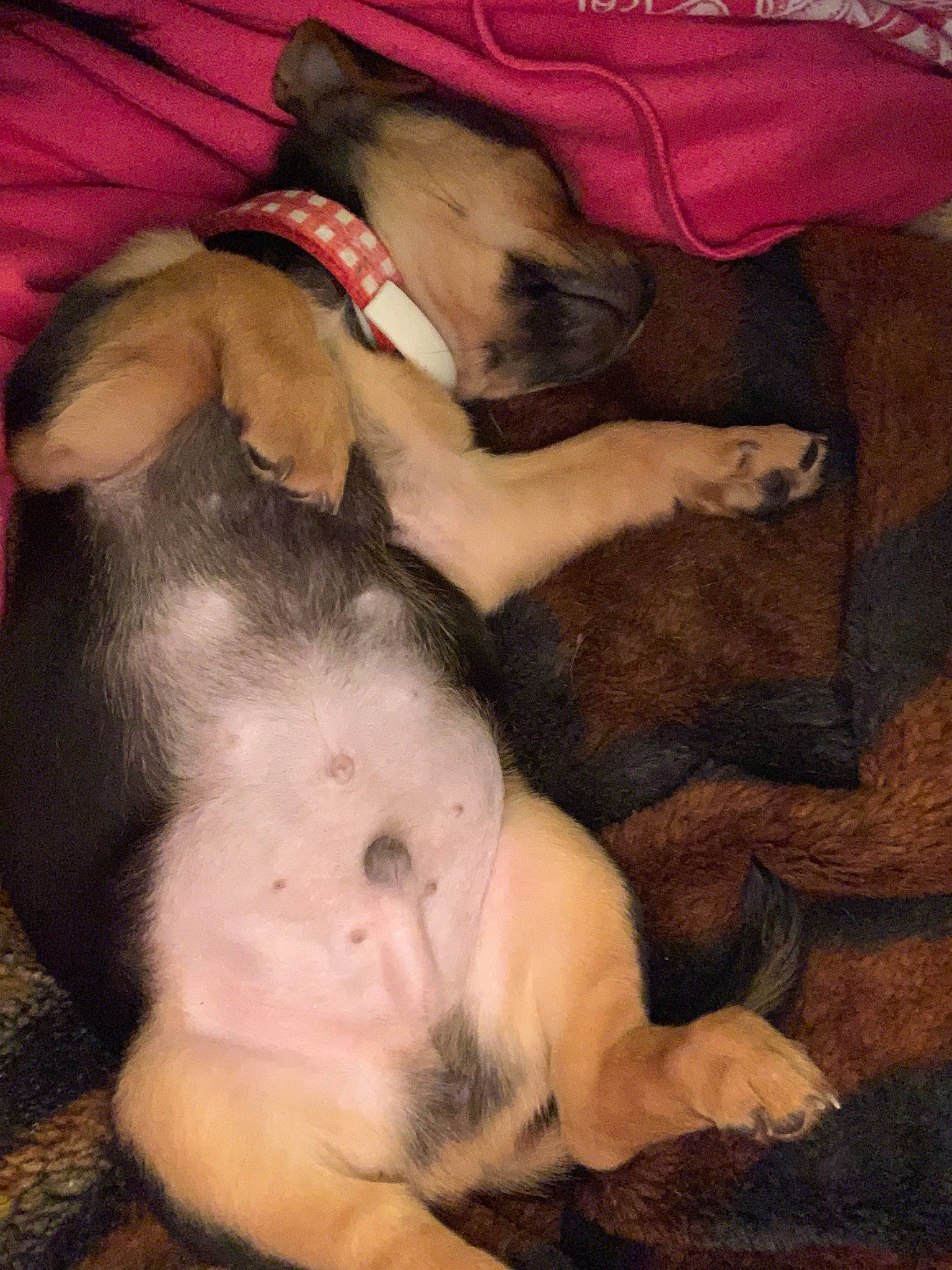 Bowie is registered to the contest to win money with this photo: canidae, carnivore, dog, dog_breed, fawn, paw, puppy, puppy_love