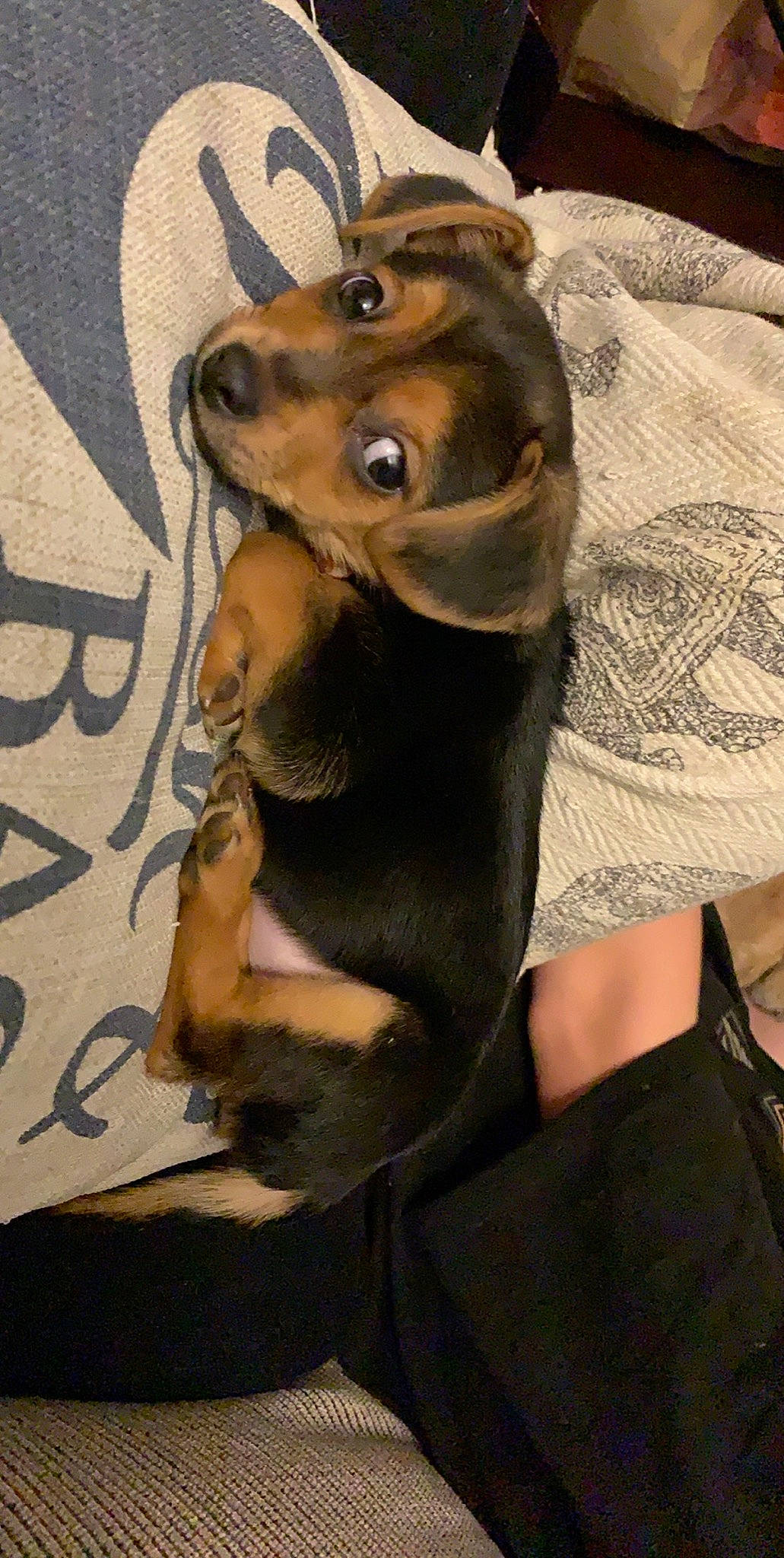 Bowie is registered to the contest to win money with this photo: canidae, carnivore, companion_dog, dachshund, dog, dog_breed, fawn, mammal, miniature_pinscher, puppy, snout