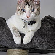 Choupette participe au concours pour gagner de l'argent avec cette photo : cat, tabby_cat, white_fur, blue_eyes, pet, animal, portrait, close_up, sitting, lying_down, indoors, scratching_post, cat_tree, blanket, collar, bell, pet_tag, whiskers, ears, furry