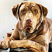 Cooper is registered to the contest to win money with this photo: dog, brown_dog, pet, indoor, leather_couch, wreath, houseplant, closeup, relaxed, animal, portrait, canine, fur, paw, collar, home_interior, furniture, expression, looking_at_camera, resting