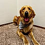 animal, bandana, brown, canine, carpet, companion, corner, cute, dog, domestic_animal, friendly, front_paws, fur, golden_retriever, happy, indoor, laying_down, pet, tongue_out, wall