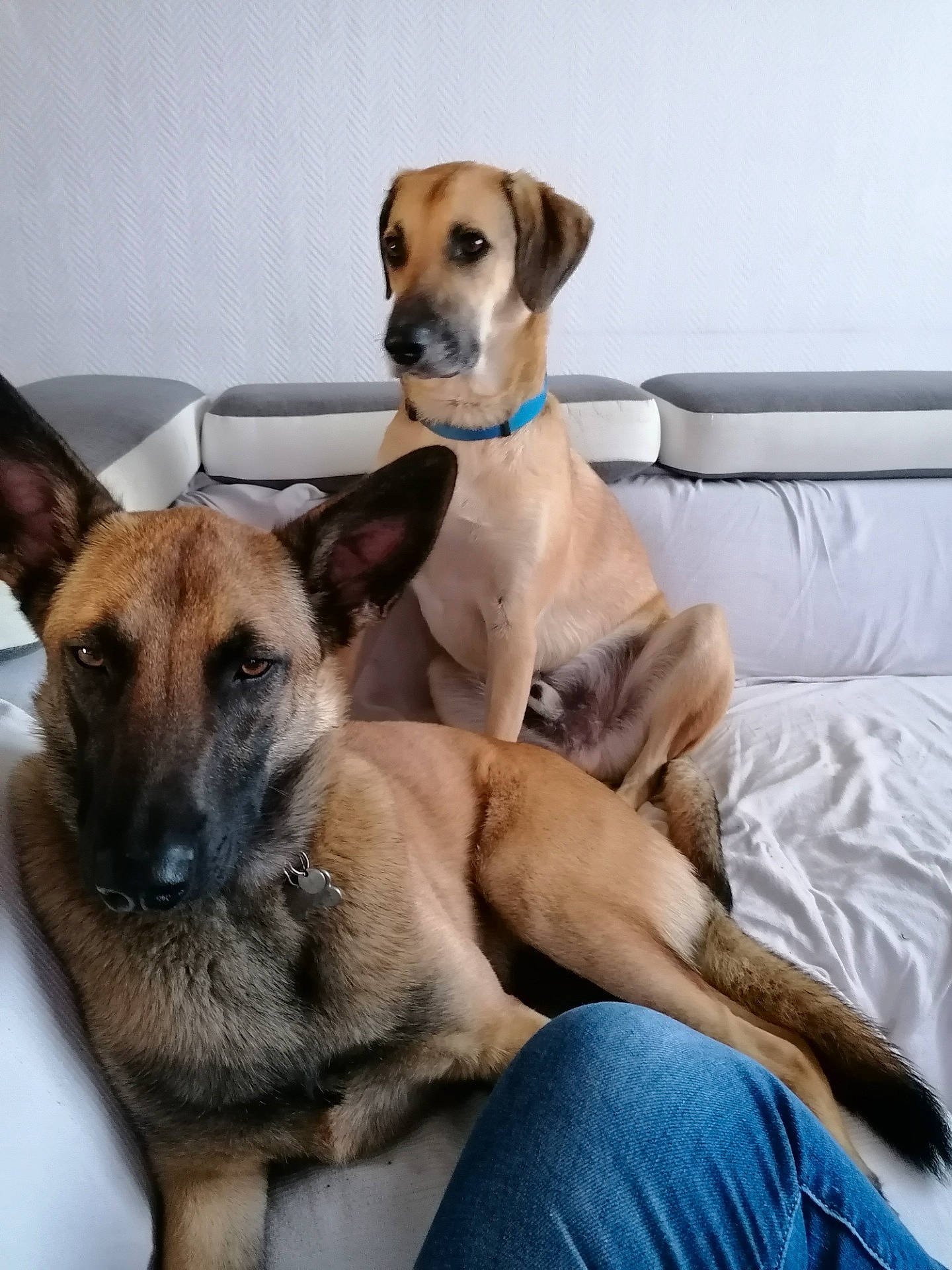 Kim a rejoint le concours — aidez-le/la à gagner de superbes lots ! ancient_dog_breeds, carnivore, collar, comfort, companion_dog, couch, dog, dog_breed, dog_collar, dog_supply, fawn, guard_dog, pet_supply, whiskers, working_animal, working_dog