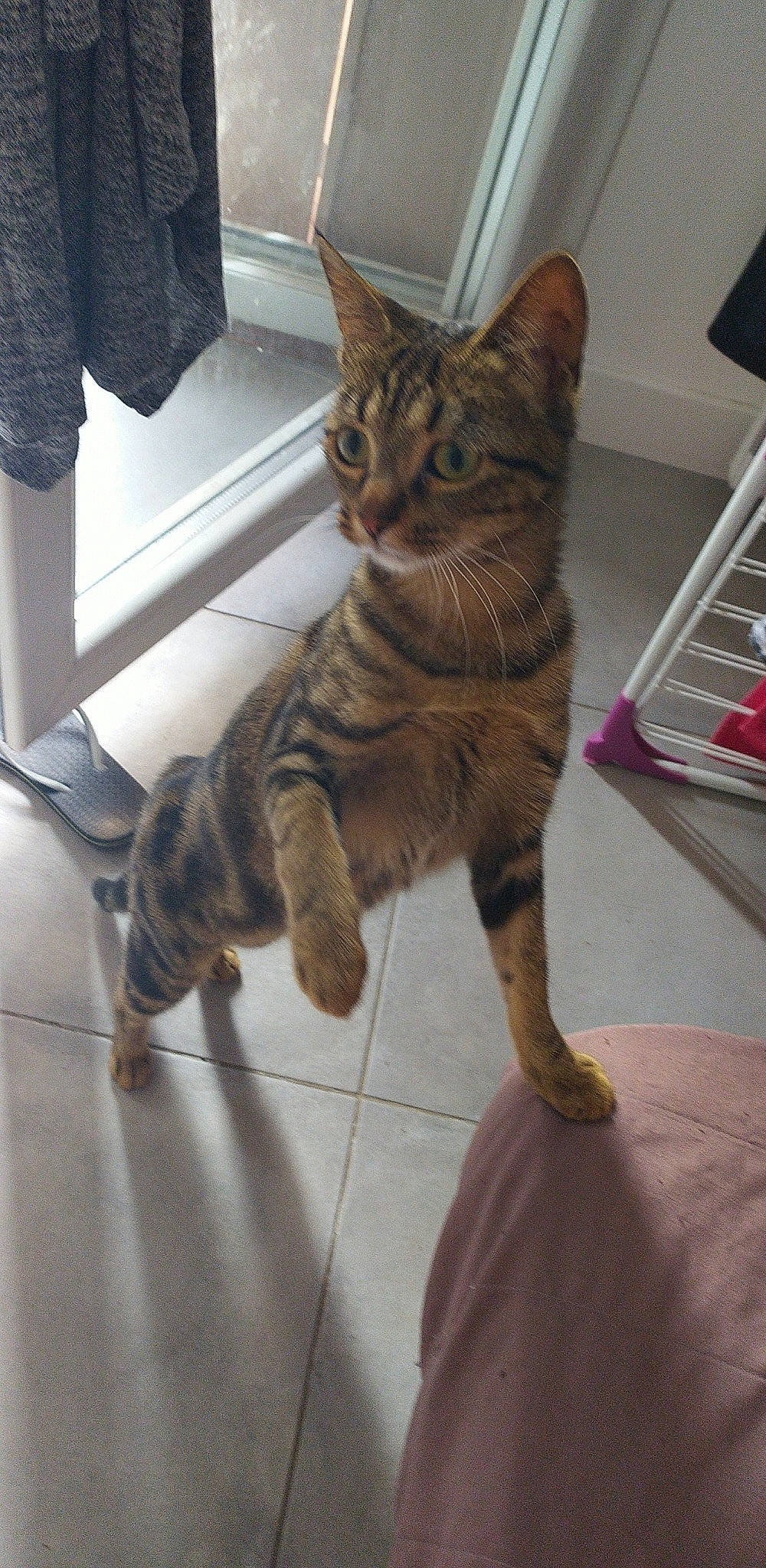 Minette a rejoint le concours — aidez-le/la à gagner de superbes lots ! american_shorthair, asian, bengal, california_spangled, carnivore, cat, domestic_short_haired_cat, dragon_li, european_shorthair, felidae, kitten, mammal, ocicat, pixie_bob, small_to_medium_sized_cats, sokoke, tabby_cat, toyger, vertebrate, whiskers