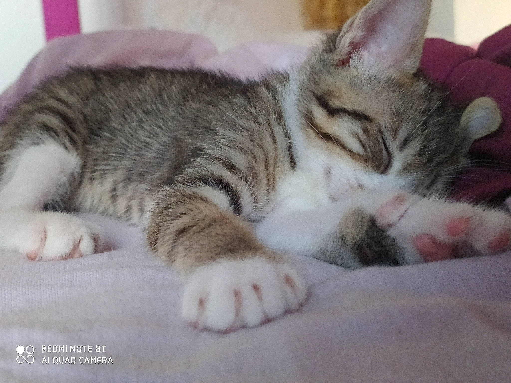 Ninou participe au concours pour gagner de l'argent avec cette photo : aegean_cat, american_shorthair, american_wirehair, asian, carnivore, cat, domestic_short_haired_cat, dragon_li, european_shorthair, felidae, kitten, mammal, nap, paw, skin, sleep, small_to_medium_sized_cats, snout, tabby_cat, whiskers