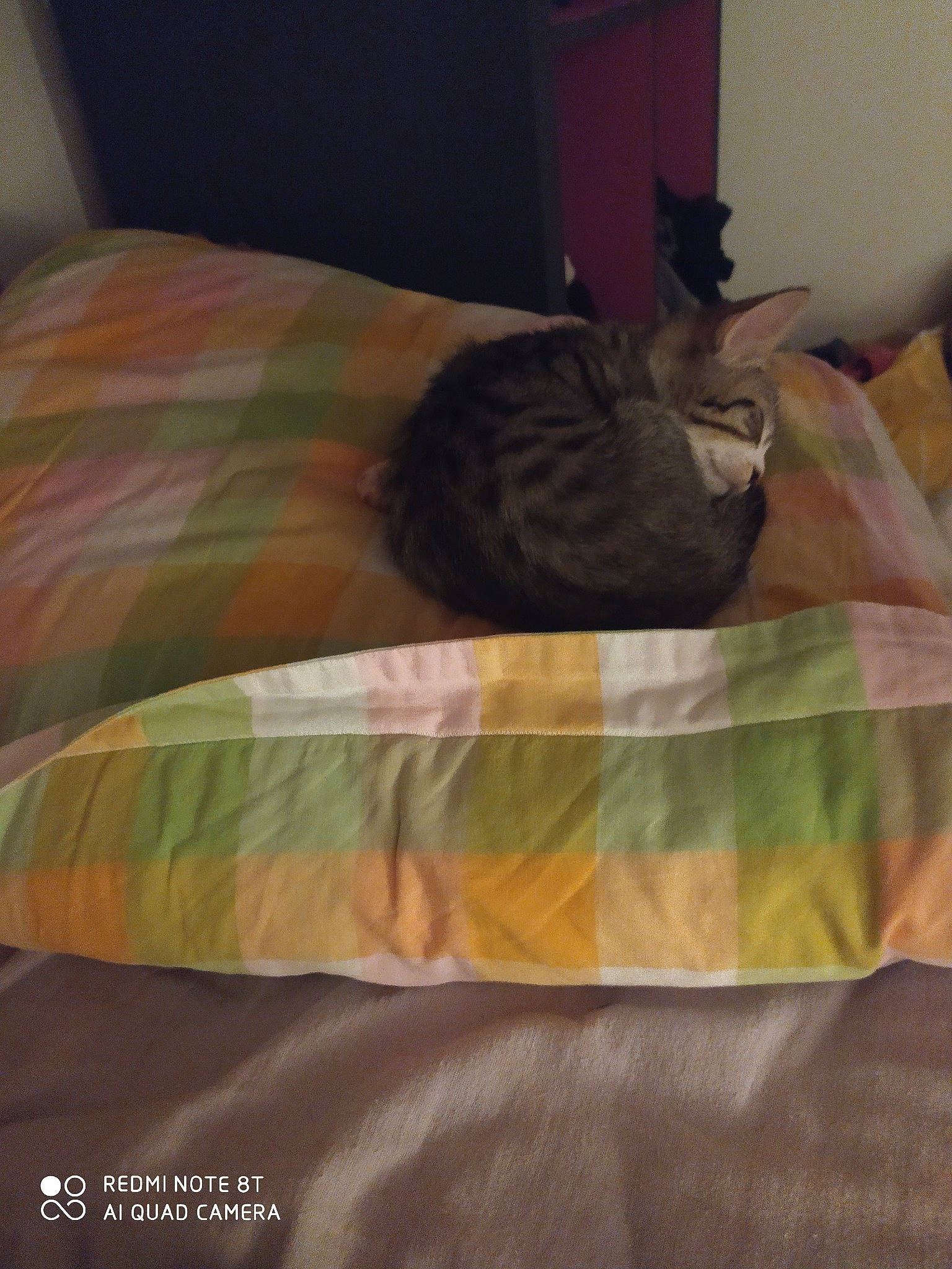 Ninou a rejoint le concours — aidez-le/la à gagner de superbes lots ! bed, bed_sheet, bedding, duvet, duvet_cover, furniture, linens, nap, room, sleep, textile