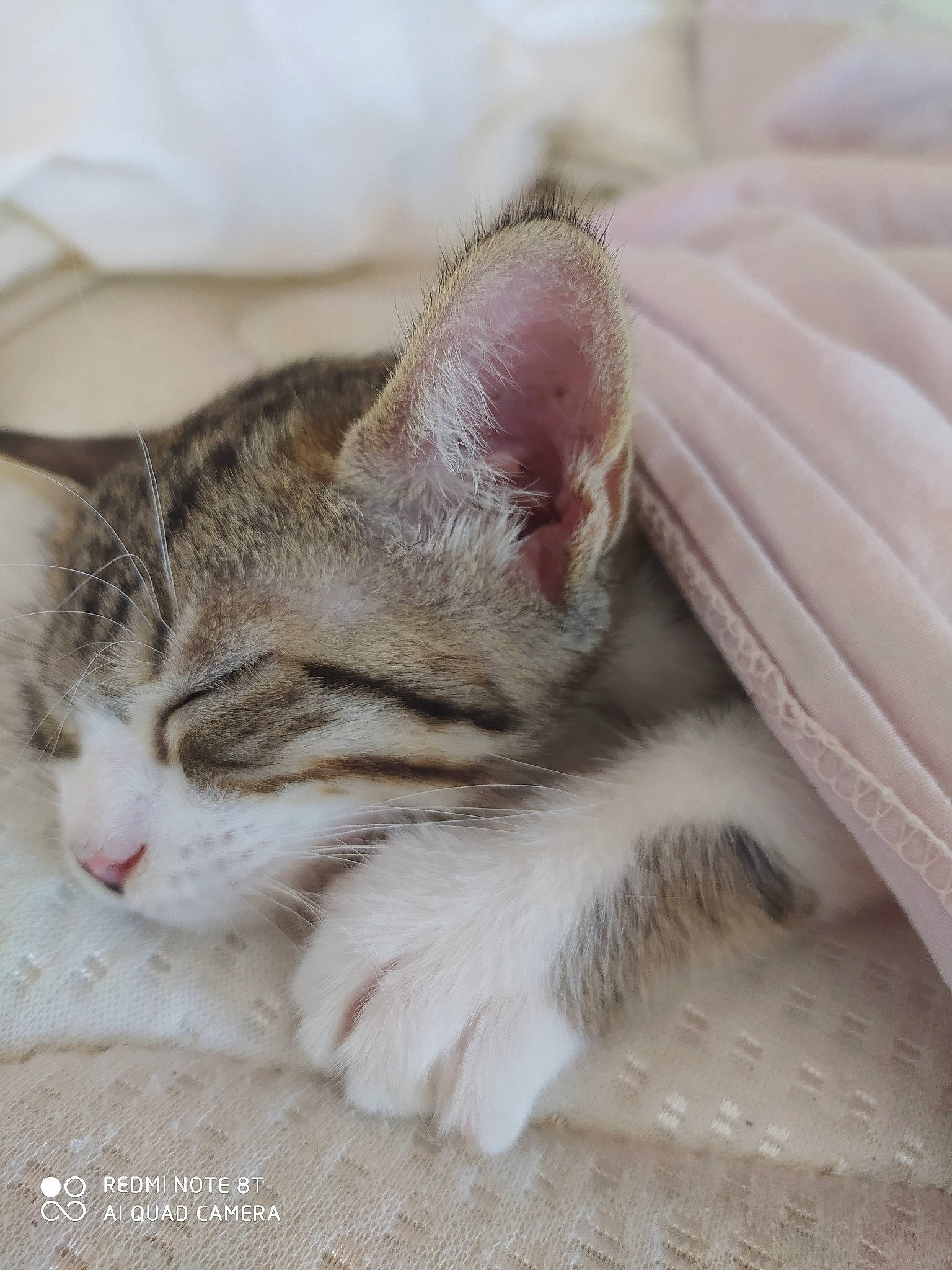 Ninou a rejoint le concours — aidez-le/la à gagner de superbes lots ! aegean_cat, american_shorthair, american_wirehair, asian, carnivore, cat, domestic_short_haired_cat, dragon_li, european_shorthair, felidae, kitten, mammal, munchkin, nap, paw, singapura, small_to_medium_sized_cats, snout, tabby_cat, whiskers