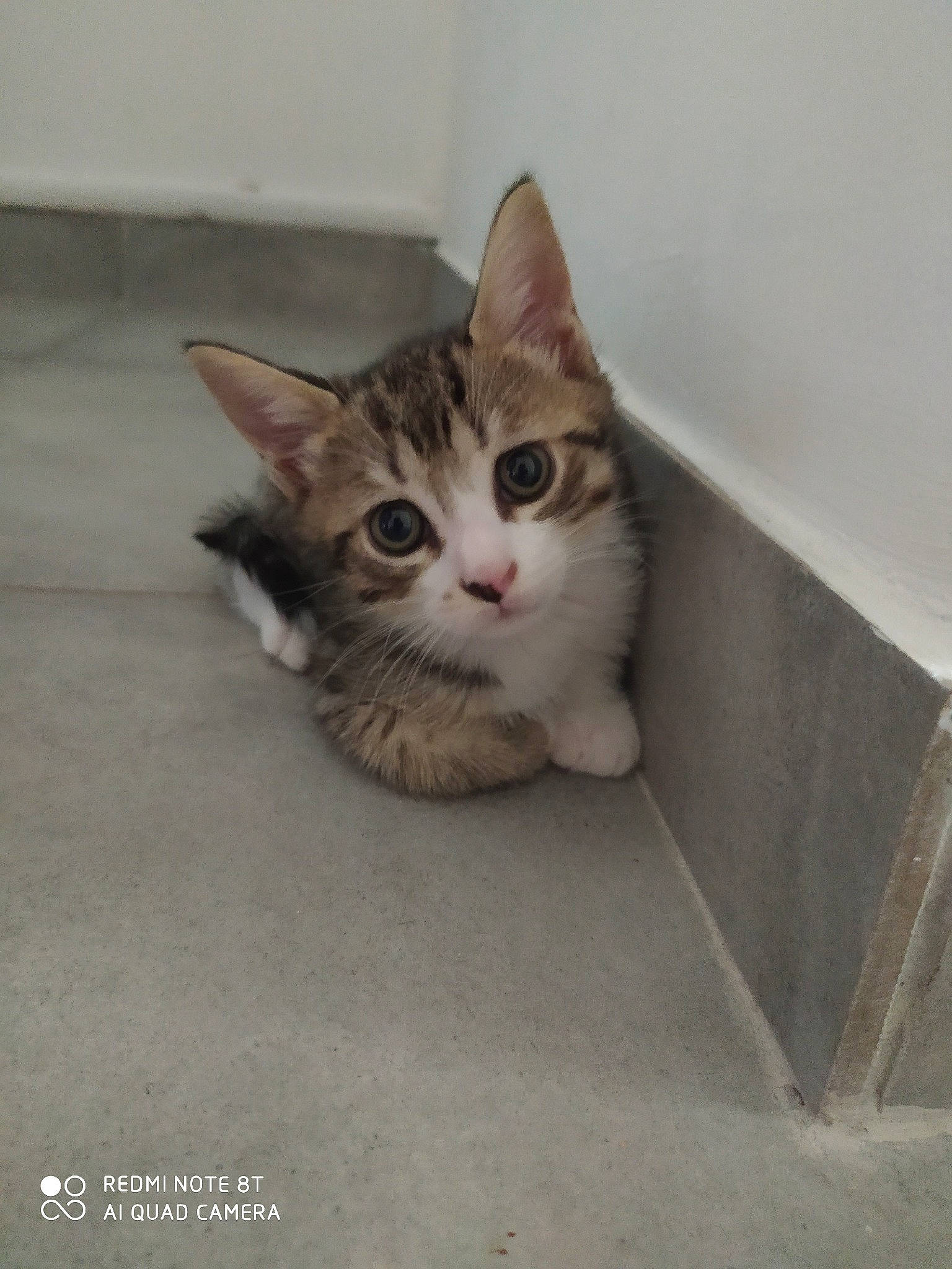 Ninou participe au concours pour gagner de l'argent avec cette photo : aegean_cat, american_wirehair, arabian_mau, asian, carnivore, cat, domestic_short_haired_cat, dragon_li, european_shorthair, felidae, kitten, mammal, ojos_azules, polydactyl_cat, small_to_medium_sized_cats, tabby_cat, whiskers