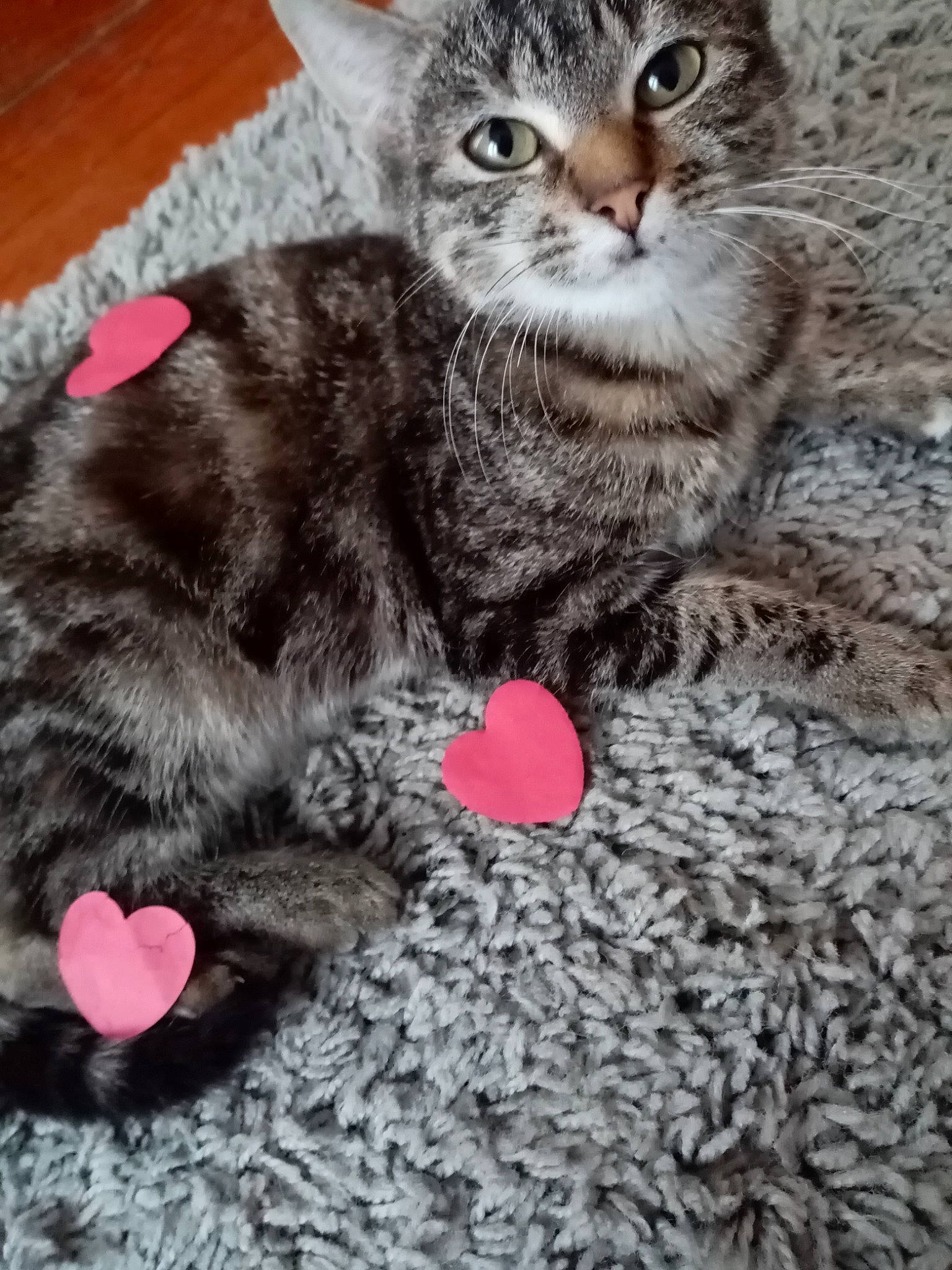 Bobinette participe au concours pour gagner de l'argent avec cette photo : american_shorthair, asian, california_spangled, carnivore, cat, domestic_short_haired_cat, dragon_li, egyptian_mau, european_shorthair, felidae, fur, kitten, mammal, ocicat, pixie_bob, polydactyl_cat, small_to_medium_sized_cats, tabby_cat, vertebrate, whiskers