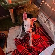 Milo joined the competition — help win amazing prizes! puppy, dog, white_dog, blanket, red_plaid, indoor, cat_tree, pet_outfit, floor, string_lights, cozy, wood_floor, heater, slippers, soft_lighting, cute, young_dog, animal, pet, home