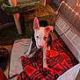 puppy, dog, white_dog, blanket, red_plaid, indoor, cat_tree, pet_outfit, floor, string_lights, cozy, wood_floor, heater, slippers, soft_lighting, cute, young_dog, animal, pet, home