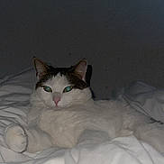 Zuka participe au concours pour gagner de l'argent avec cette photo : cat, white_cat, gray_cat, pet, animal, indoor, bed, blanket, fur, relaxing, looking, cute, cozy, domestic_cat, whiskers, sleepy, paws, resting, feline, calm