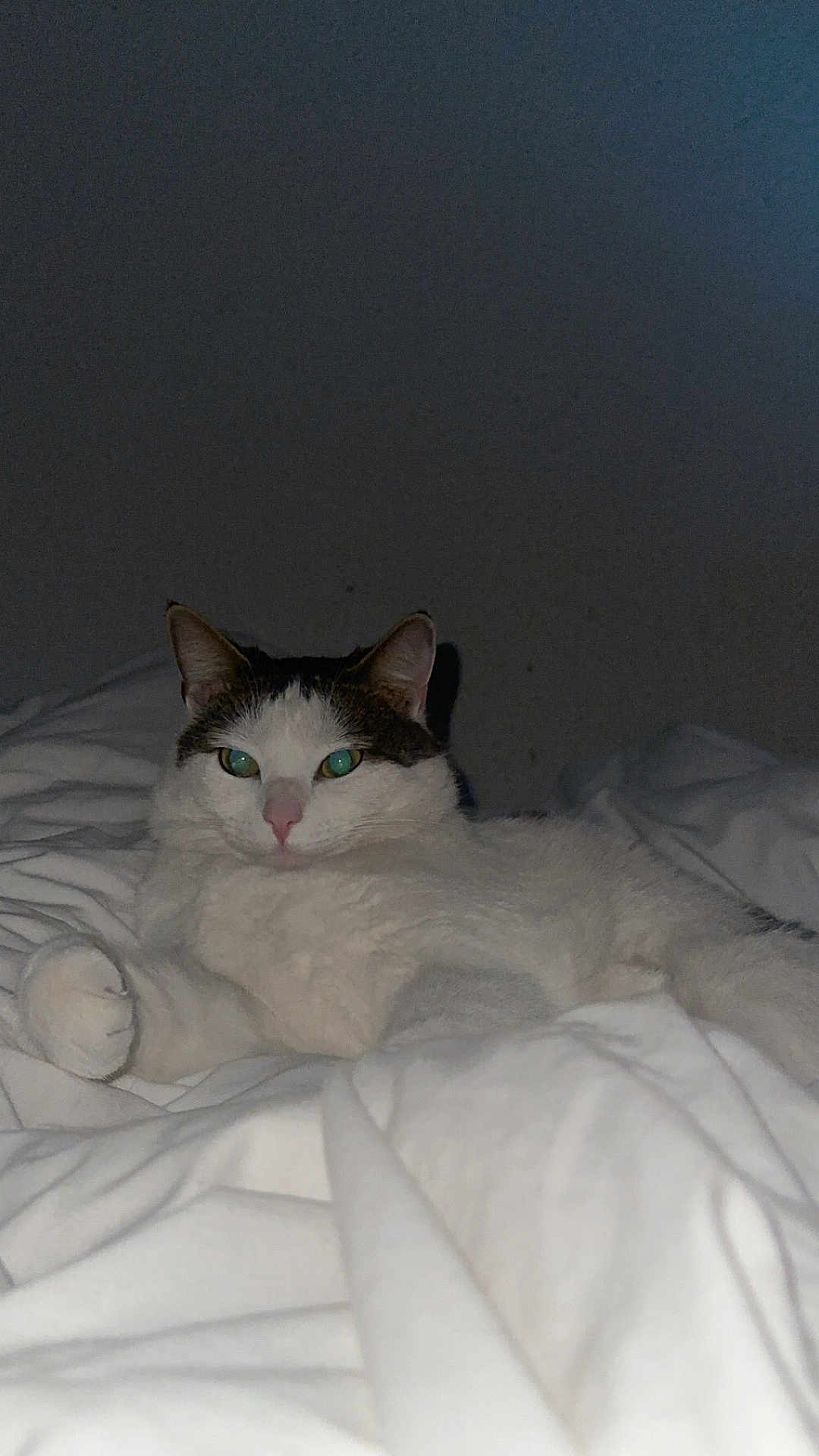 Zuka participe au concours pour gagner de l'argent avec cette photo : cat, white_cat, gray_cat, pet, animal, indoor, bed, blanket, fur, relaxing, looking, cute, cozy, domestic_cat, whiskers, sleepy, paws, resting, feline, calm